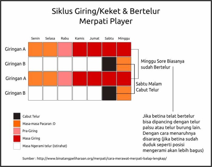 Siklus-giring-dan-bertelur-burung-merpati-700x554