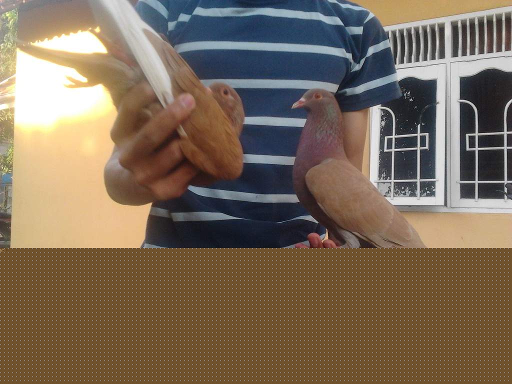 merpati balap