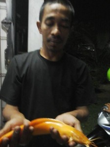 ikan-lele-unik-berwarna-emas-225x300