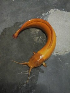 ikan-lele-unik-emas-225x300