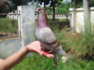 Macam macam Warna Pada burung Merpati Binatang Peliharaan