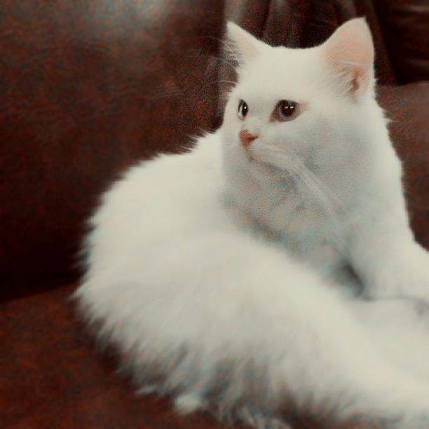 kucing-persia-medium