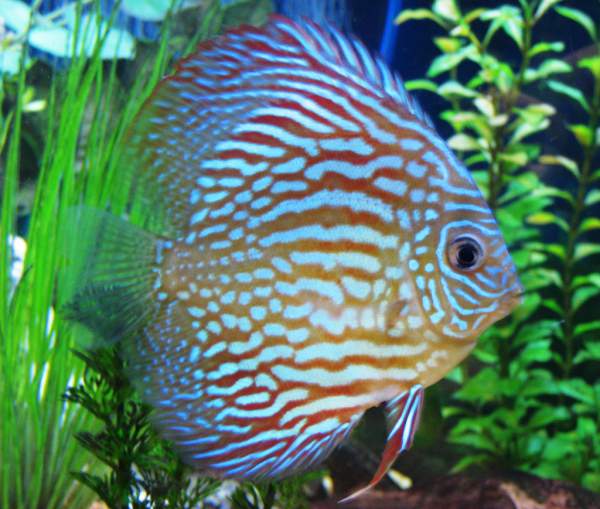 ikan discus Binatang Peliharaan