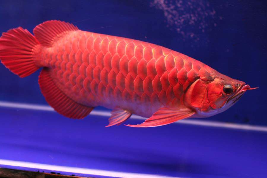 Ikan-arwana-super-red