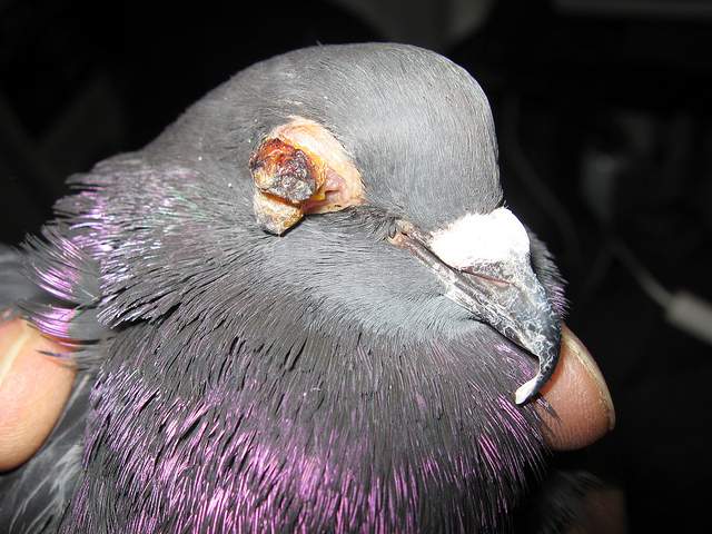 pigeon-pox