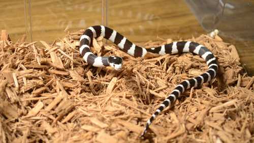 Colubridae-king-snake