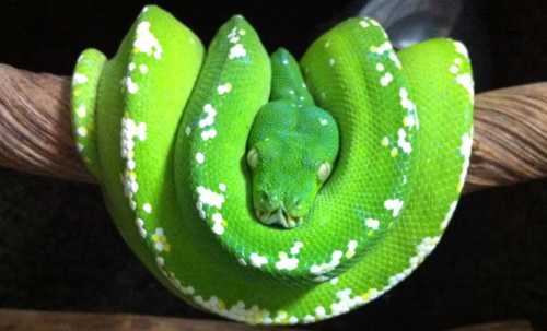Morelia-viridis-green