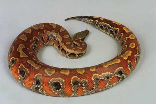 ular-python-dipong