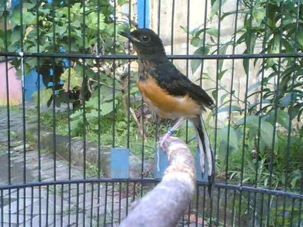 anak-murai-batu-umur-35-hari