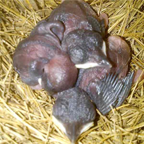 anak-murai-hari4