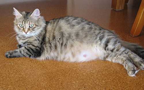 lama kucing hamil sampai melahirkan