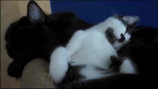 mengenalkan-kucing-baru-ke-kucing-lama