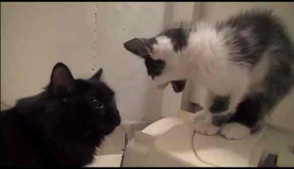 mengenalkan-kucing-baru-pada-kucing-lama