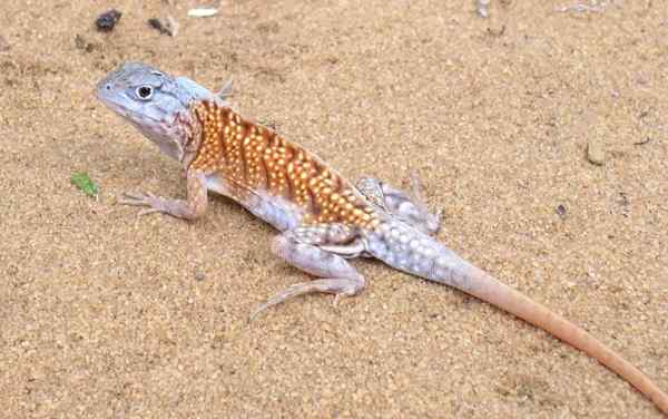 Jenis-Iguana-Madagaskar-Chalarodon