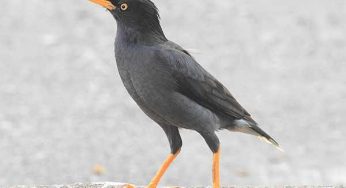 Jalak Archives Binatang Peliharaan