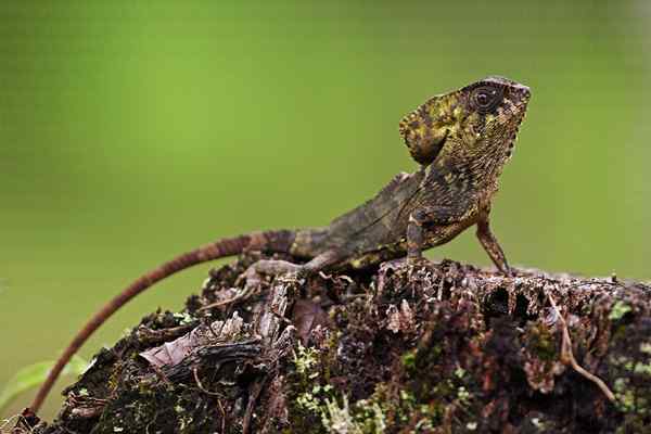 jenis-Iguana-Iguana-berhelm-Corytophanes