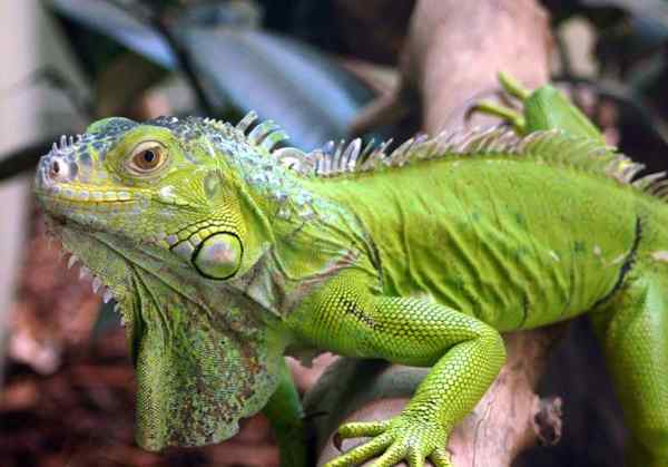 jenis Iguana hijau