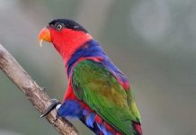 Makanan Burung Nuri Agar Pandai Menirukan Suara Binatang