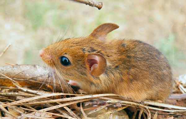 jenis-tikus-golden-golden-mice