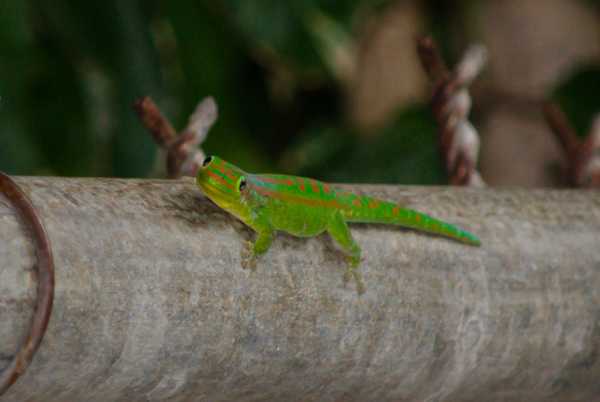 jenis-tokek-Giant-Day-Gecko