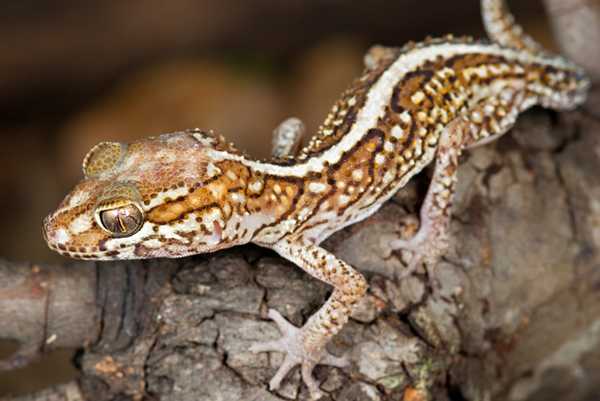 jenis-tokek-Madagascar-Ocelot-Gecko