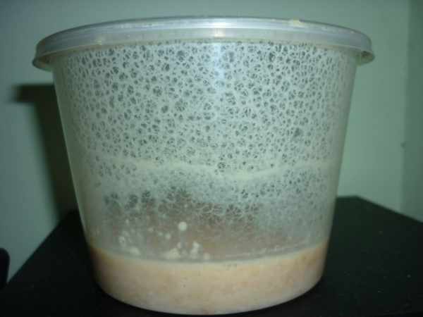 makanan-burayak-cupang-Microworms