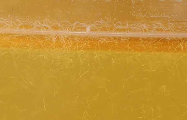 makanan-burayak-cupang-Vinegar-Eels