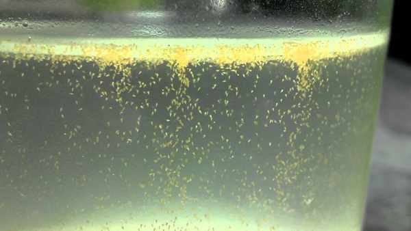 makanan-burayak-cupang-artemia