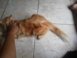 √ Mengatasi Bulu Kucing yang Rontok - Binatang Peliharaan