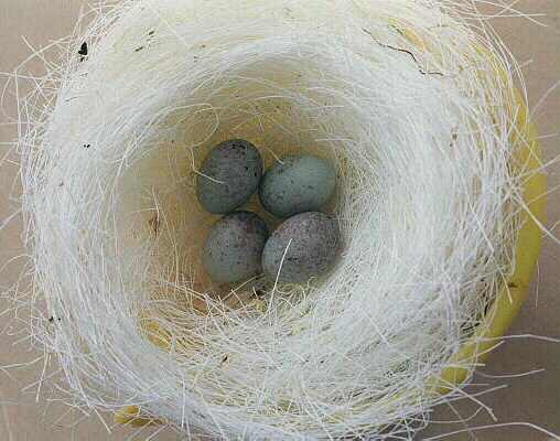penyebab-telur-burung-kenari-tidak-menetas
