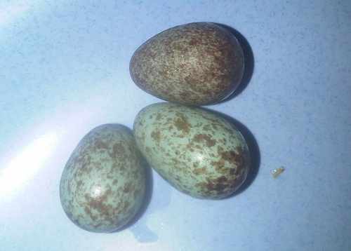 Infeksi Jamur