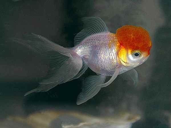 gambar-jenis-ikan-koki-oranda