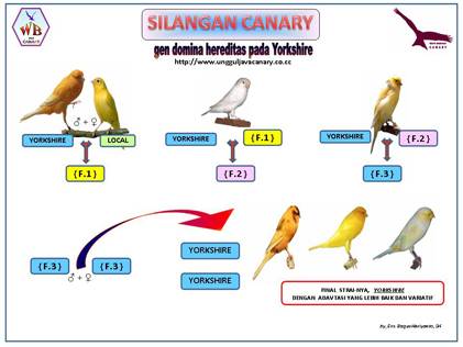 persilangan-kenari-F1-kenari-F2-kenari-F3-kenari-AF-kenari-AFS-Loper