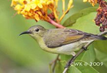Suara Kolibri Kelapa Gacor Jantan Dan Betina Binatang Peliharaan