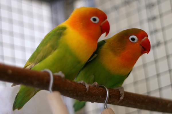Jenis-Lovebird-Agapornis-fischeri Jenis-Lovebird-Agapornis-fischeri