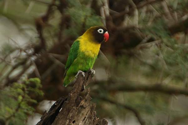 Lovebird-Jenis-Agapornis-personata Lovebird-Jenis-Agapornis-personata