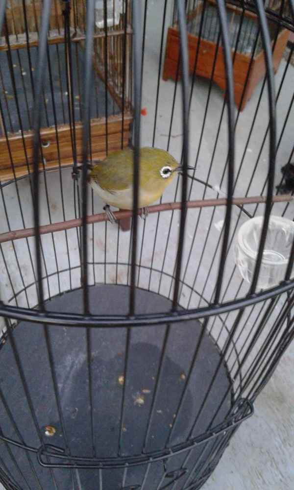 mengobati-pleci-suara-serak-agar-normal-kembali mengobati-pleci-suara-serak-agar-normal-kembali