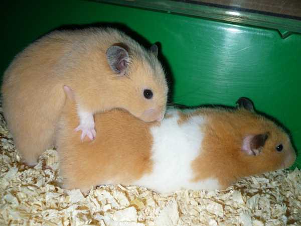 cara-mengawinkan-hamster