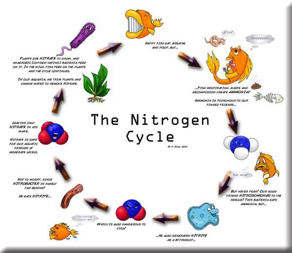 siklus-nitrogen-dalam-kolam-ikan siklus-nitrogen-dalam-kolam-ikan