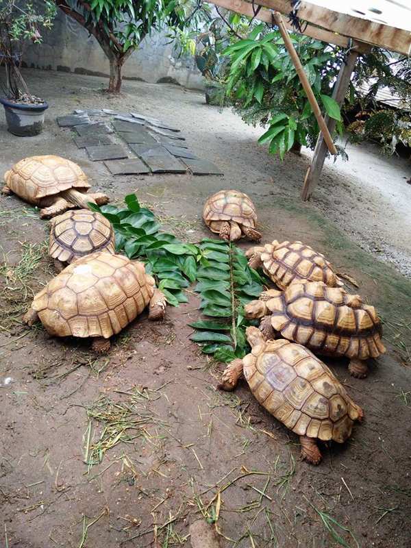cara-mengawinkan-kura-kura