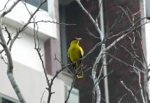 Cara Membedakan Kepodang Jantan Dan Betina Binatang Peliharaan