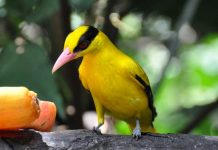 Download Suara Kepodang Emas Jantan Gacor Mp3 Binatang Peliharaan