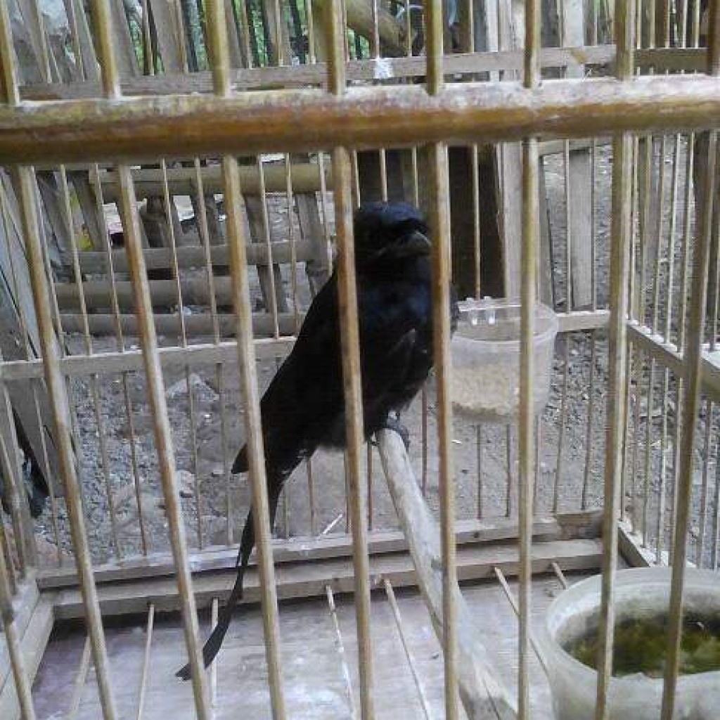 Index Of Wp Content Uploads 2016 02