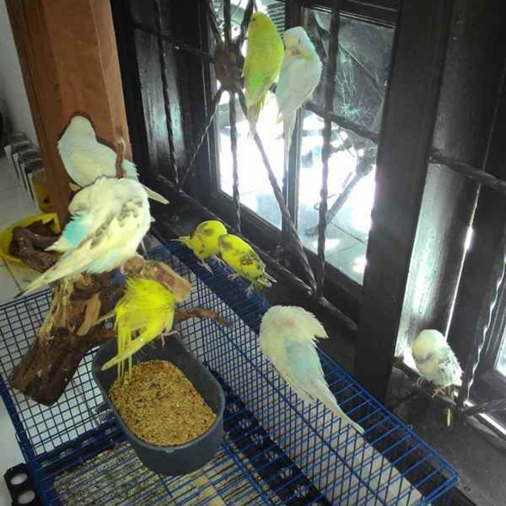Gambar Jenis Burung Lovebird Dan Harganya