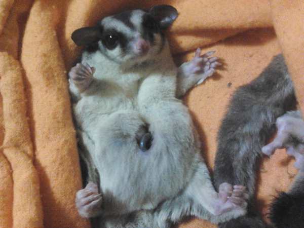 gambar-sugar-glider-betina