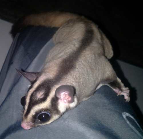 gambar-sugar-glider-jantan