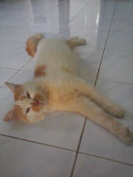 kucing-sakit-panas-demam kucing-sakit-panas-demam