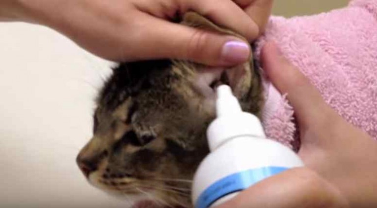 √ Cara Merawat dan Membersihkan Kotoran Telinga Kucing dengan Benar