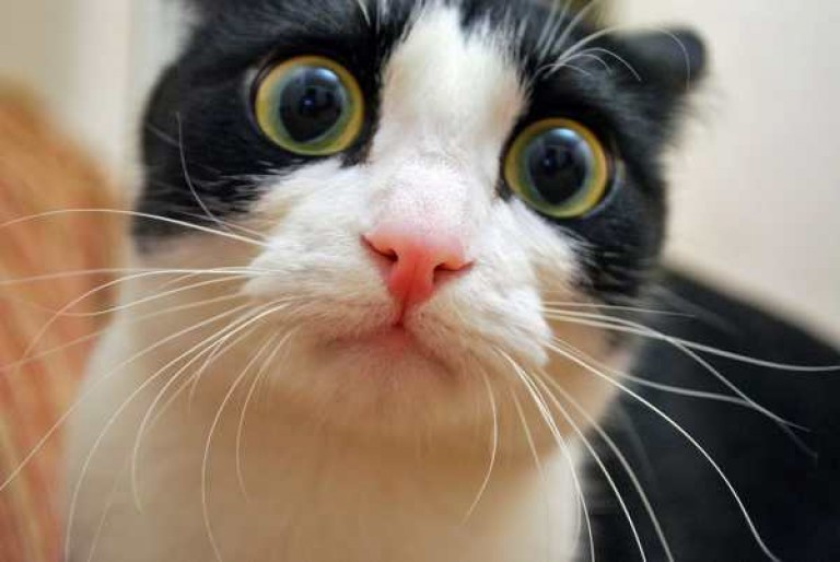 √ Mengobati Kucing Sakit Mata Belekan dan Berair Sendiri - Binatang