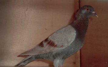 Index Of Wp Content Uploads 2016 03